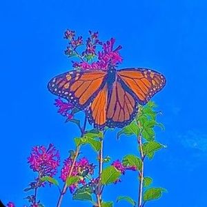 Meet your Posher, Adrian